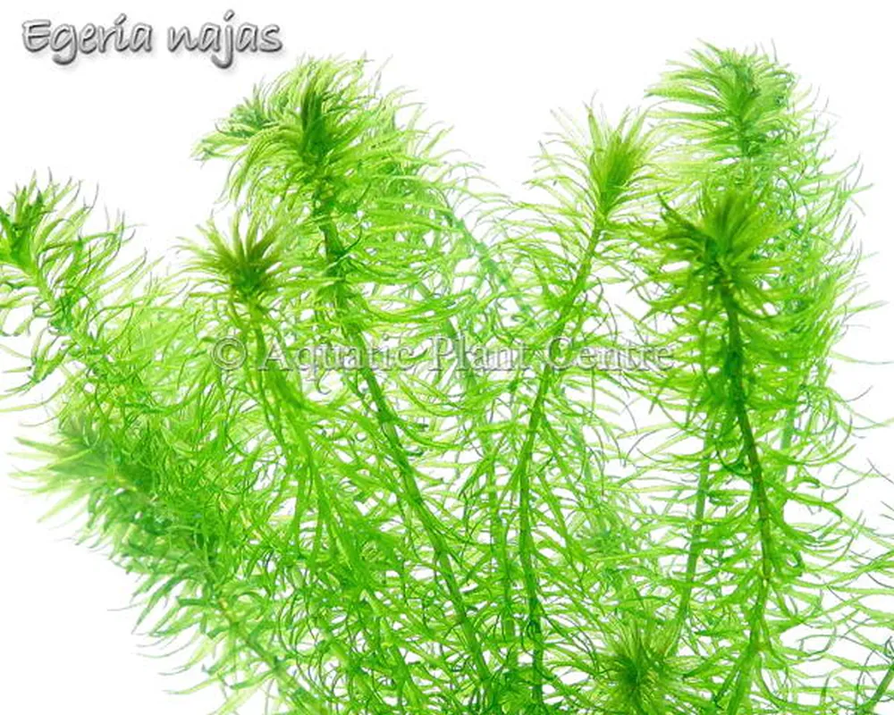 Egeria_najas_4faf8a3f3f312.jpg