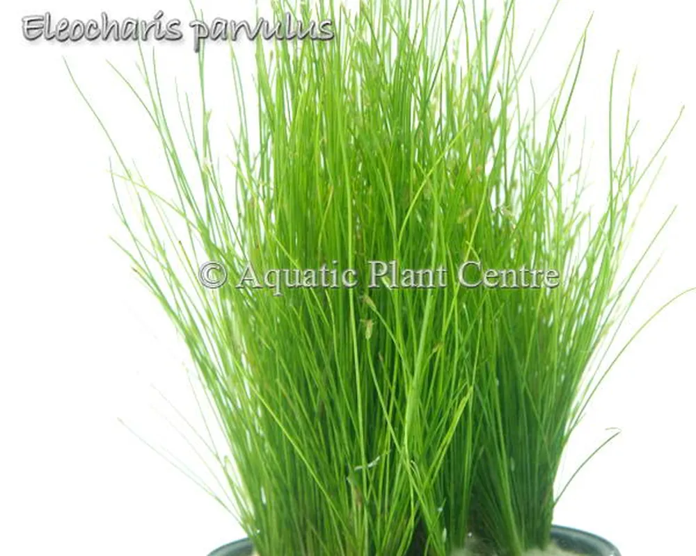 Eleocharis_parvu_4faf8a8d17457.jpg