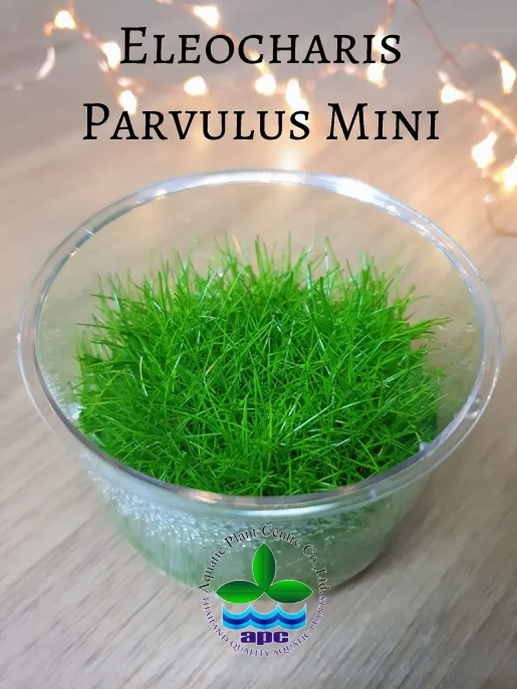 Eleocharis Parvulus Mini TC CUP (Custom).jpg_1