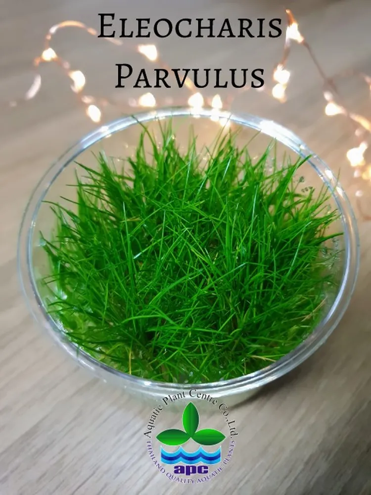 Eleocharis Parvulus TC CUP (Custom).jpg_1