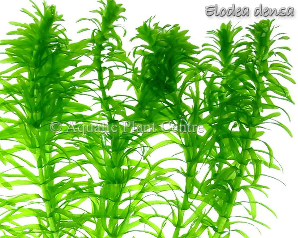 Elodea_densa_4faf8acf3b562.jpg