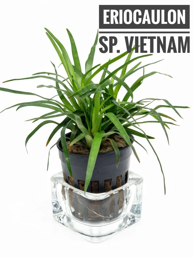Eriocaulon sp. Vietnam.jpg