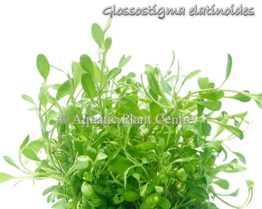 Glossostigma_ela_4faf8b2a9049a.jpg