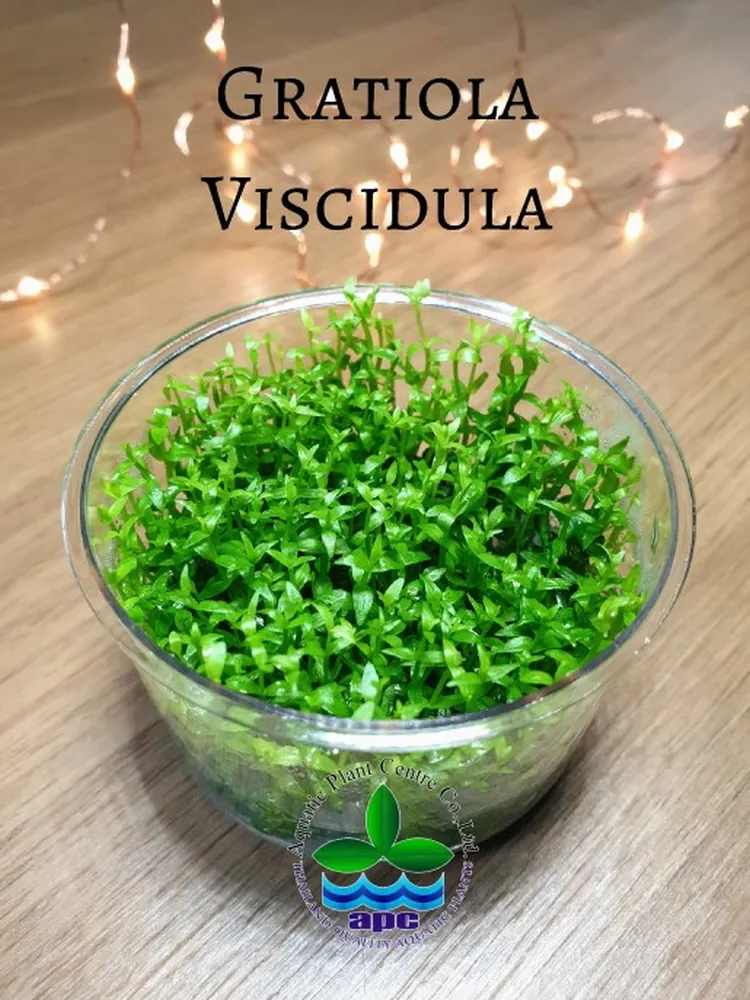 Gratiola Viscidula TC CUP (Custom)8.jpg_1