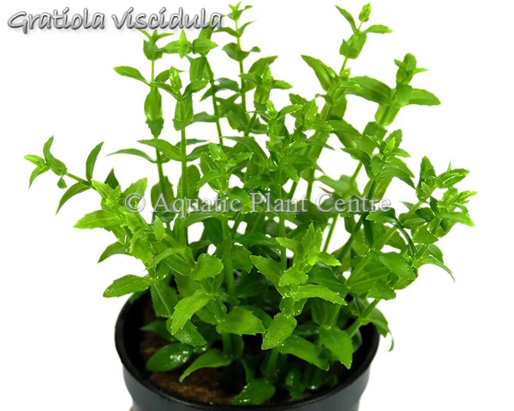 Gratiola viscidula1_13.jpg