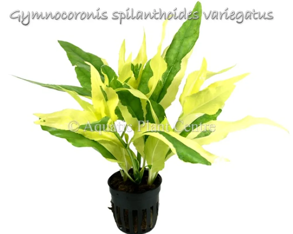 Gymnocoronis_spi_581add45ad499.jpg