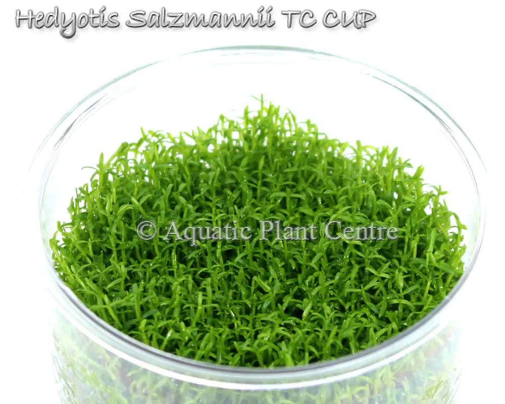 Hedyotis_Salzman_5bf7bda9dda51.jpg