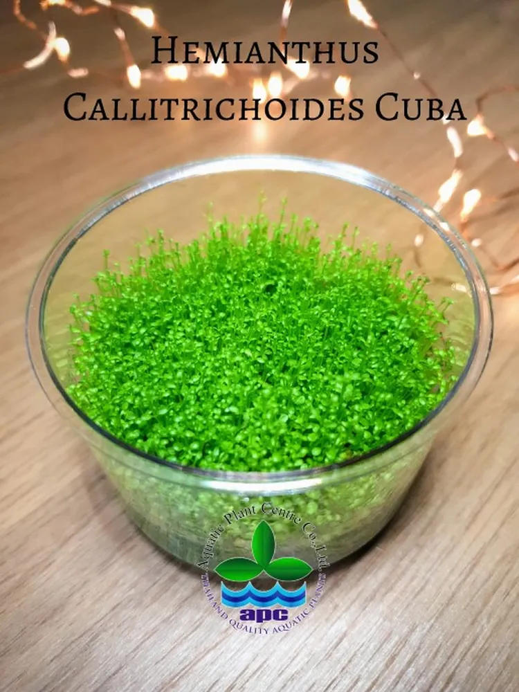 Hemianthus Callitrichoides Cuba (Custom).jpg_1