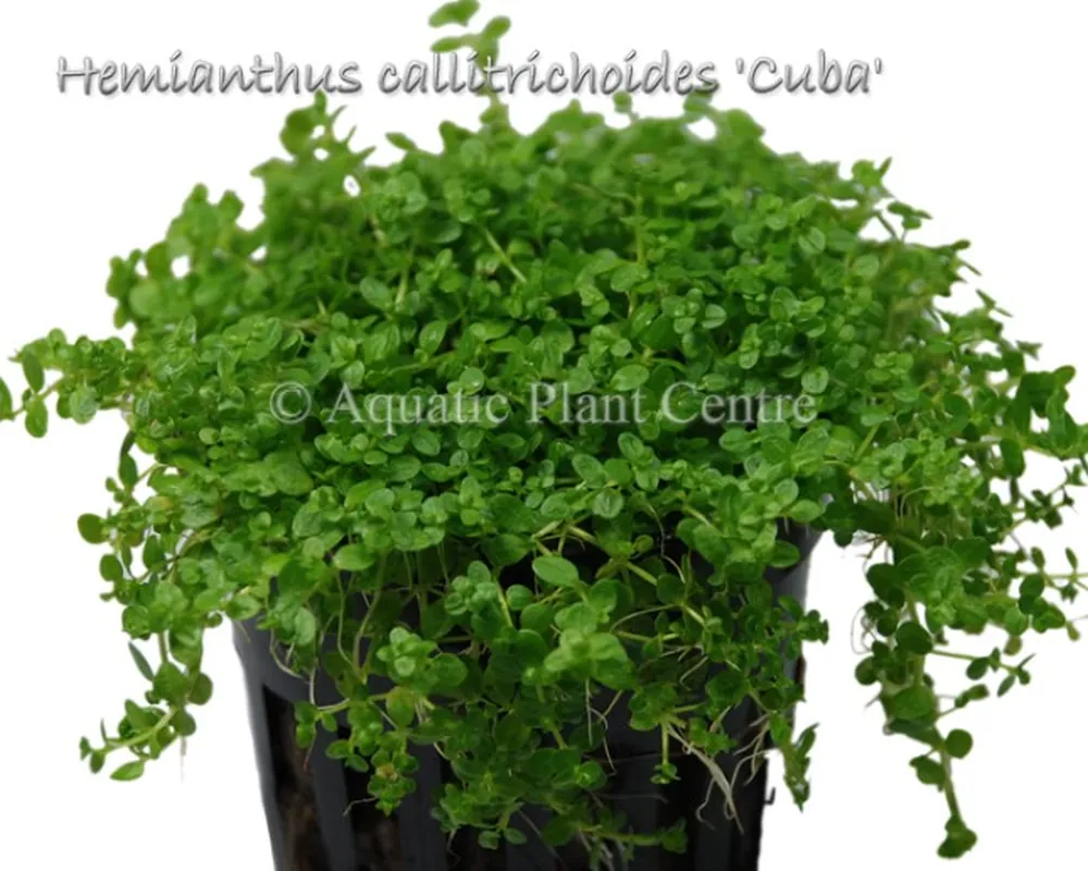 Hemianthus callitrichoides Cuba.jpg