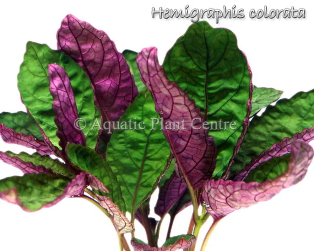 Hemigraphis colorata.jpg