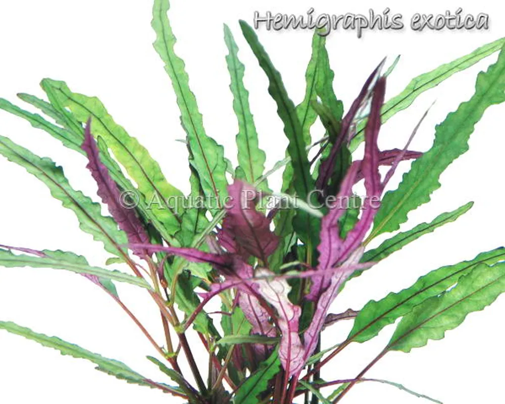 Hemigraphis exotica.jpg