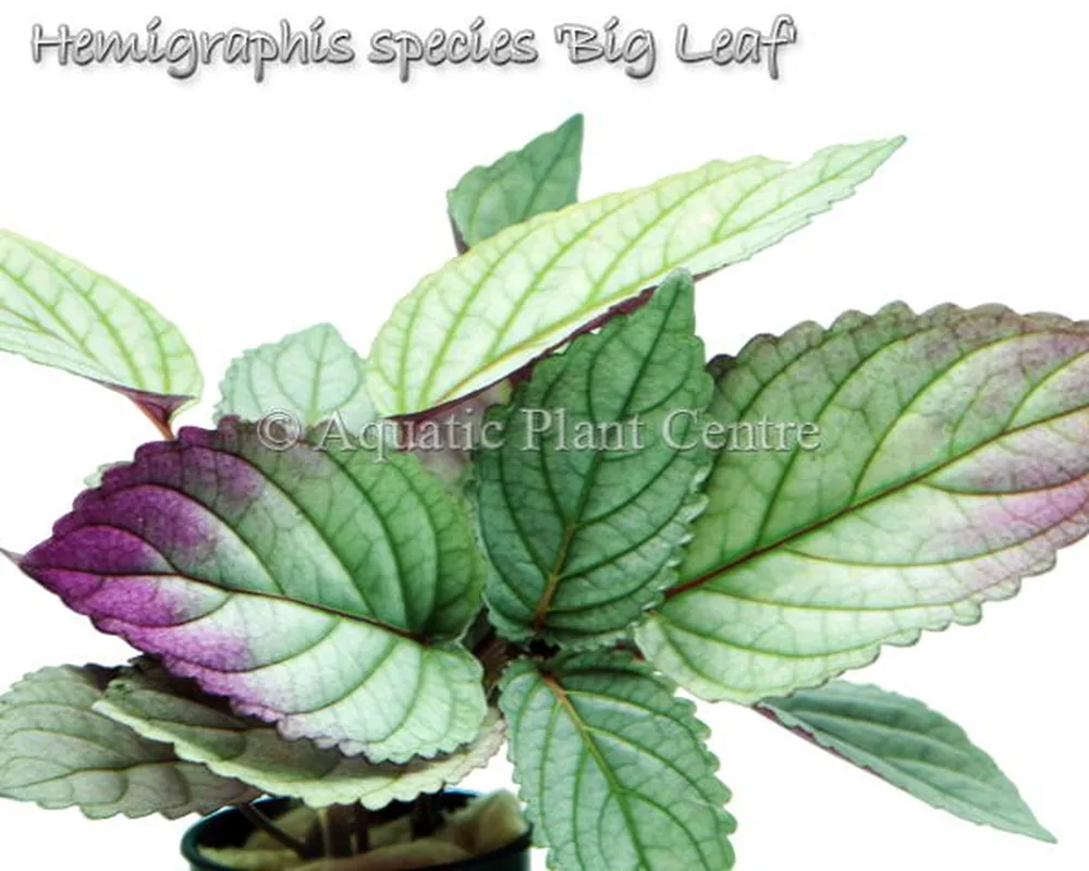 Hemigraphis species Big Leaf.jpg