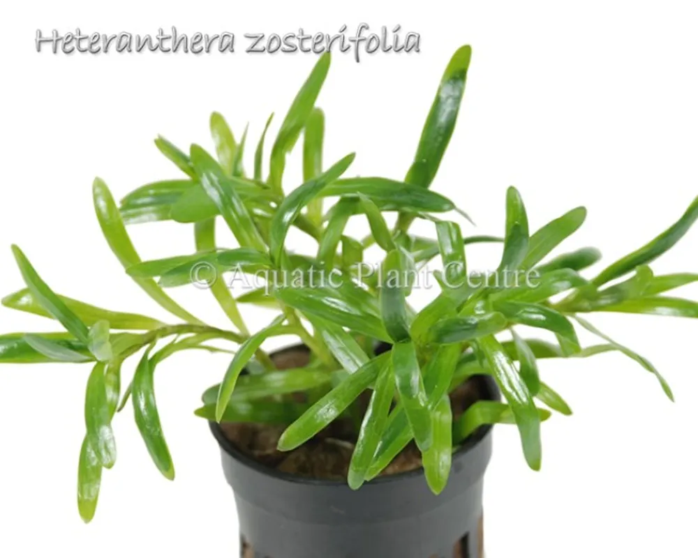 Heteranthera zosterifolia.jpg