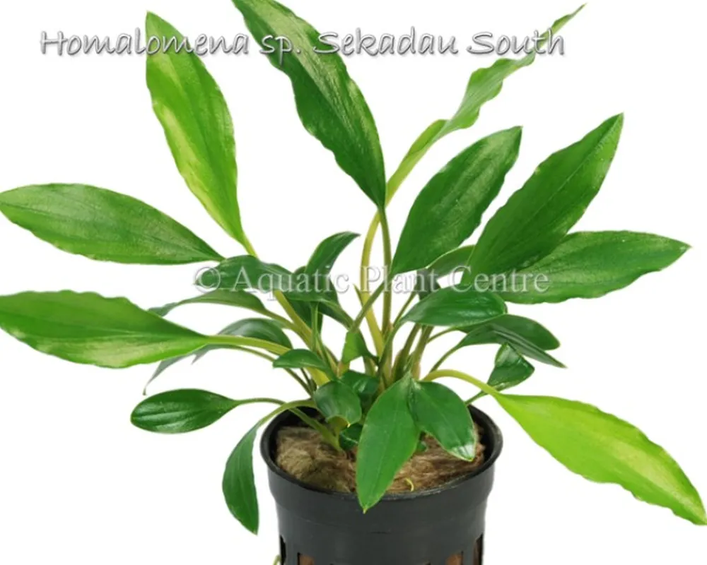 Homalomena sp Sekadau South.jpg