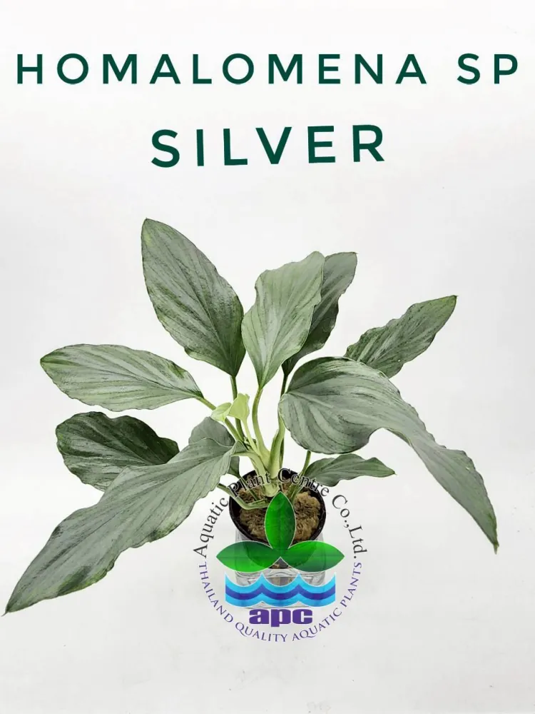 Homalomena SP Silver.jpg