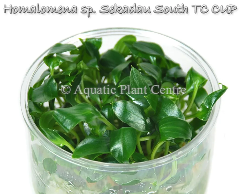 Homalomena_sp._S_5bf914433a578.jpg