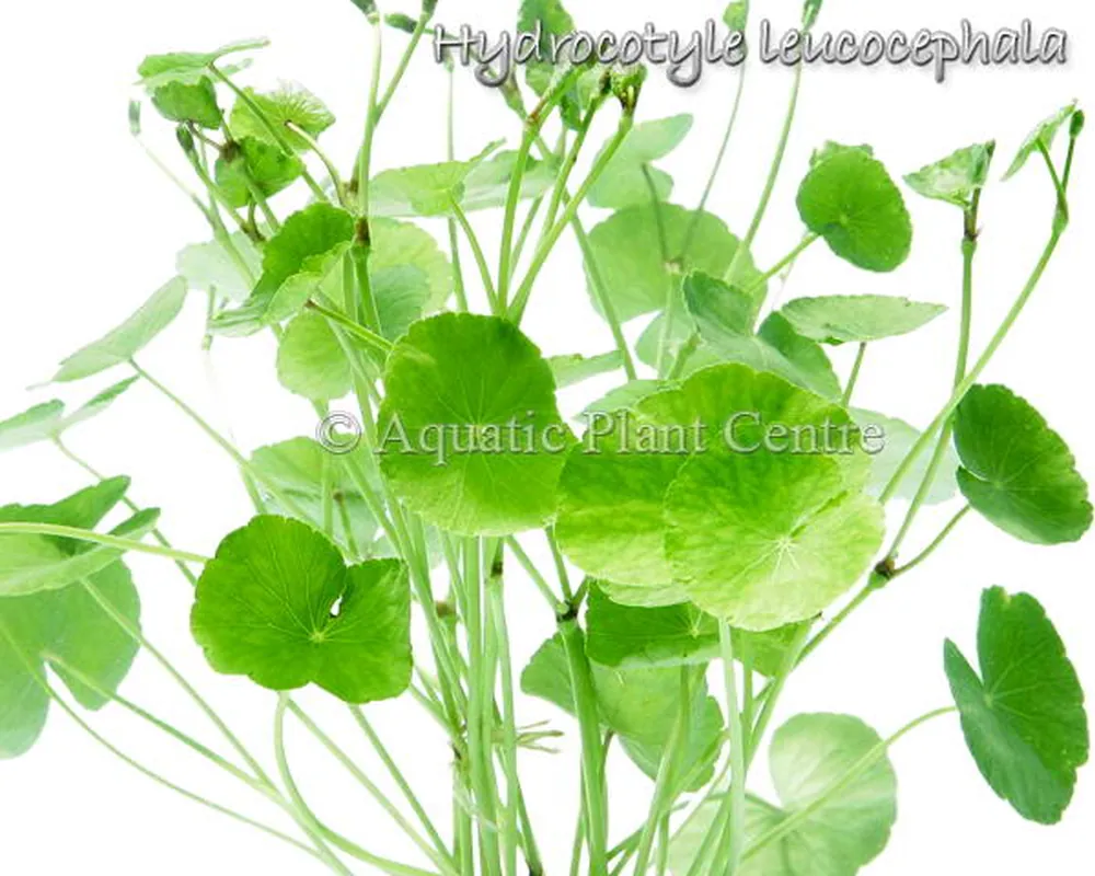 Hydrocotyle leucocephala.jpg