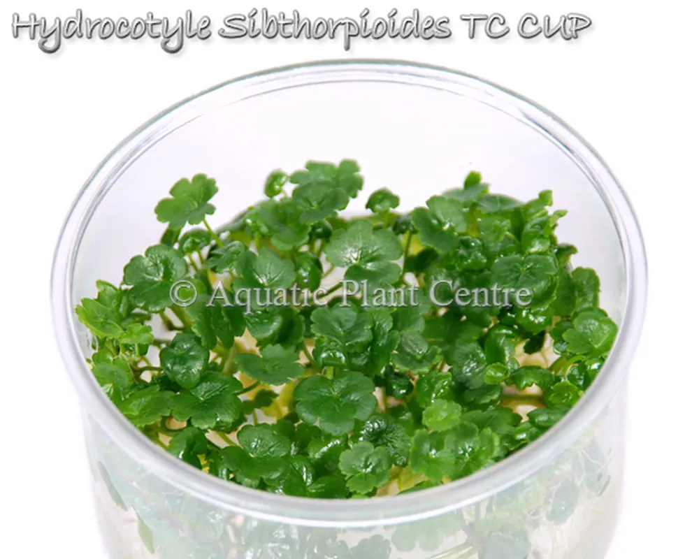 Hydrocotyle_Sibt_5bfba8bf8c96b.jpg