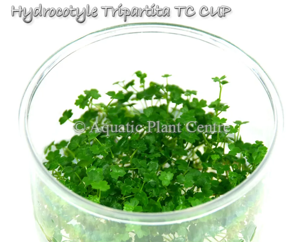 Hydrocotyle_Trip_5bf910b77f521.jpg