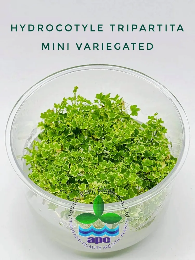 Hydrocotyle Tripartita Mini Variegated TC CUP.jpg