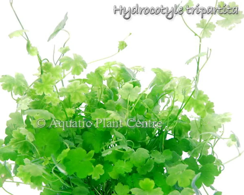 Hydrocotyle tripartita.jpg