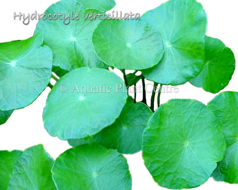 Hydrocotyle verticillata.jpg
