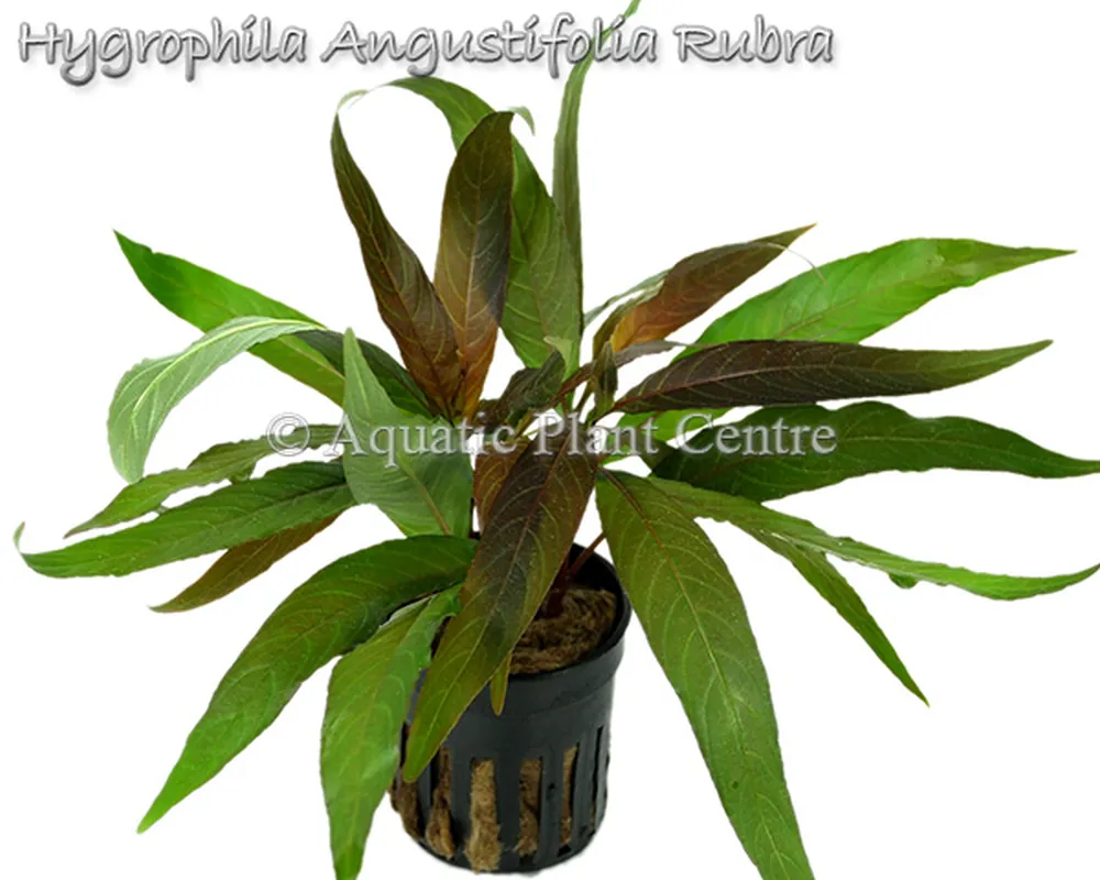 Hygrophila Angustifolia Rubra.jpg