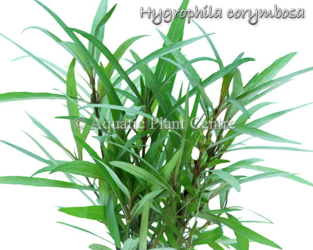 Hygrophila corymbosa.jpg
