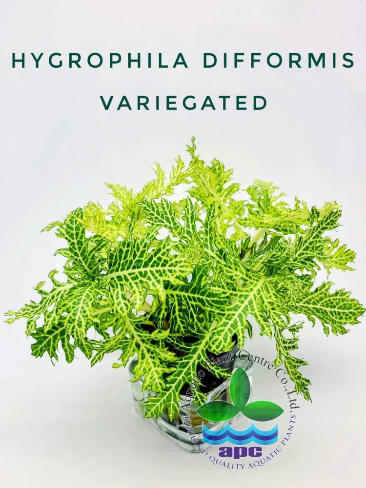 Hygrophila Difformis Variegated.jpg