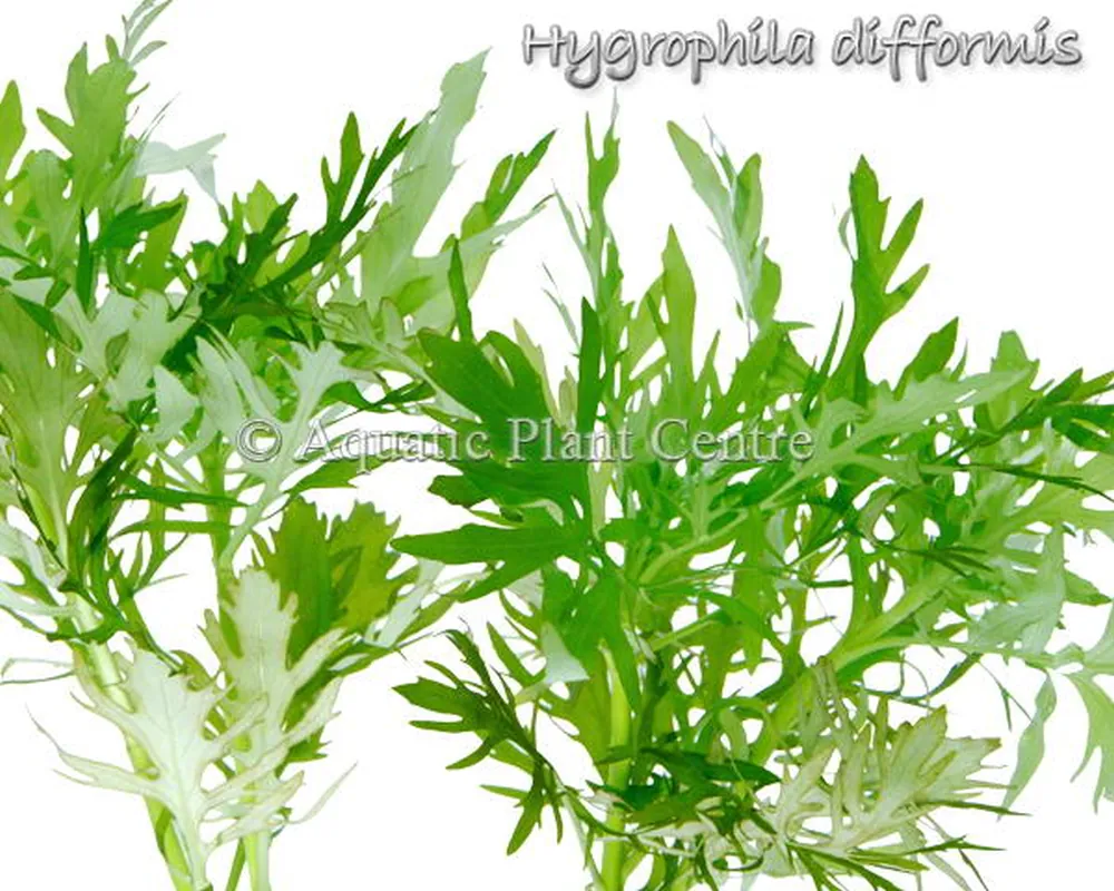 Hygrophila difformis.jpg
