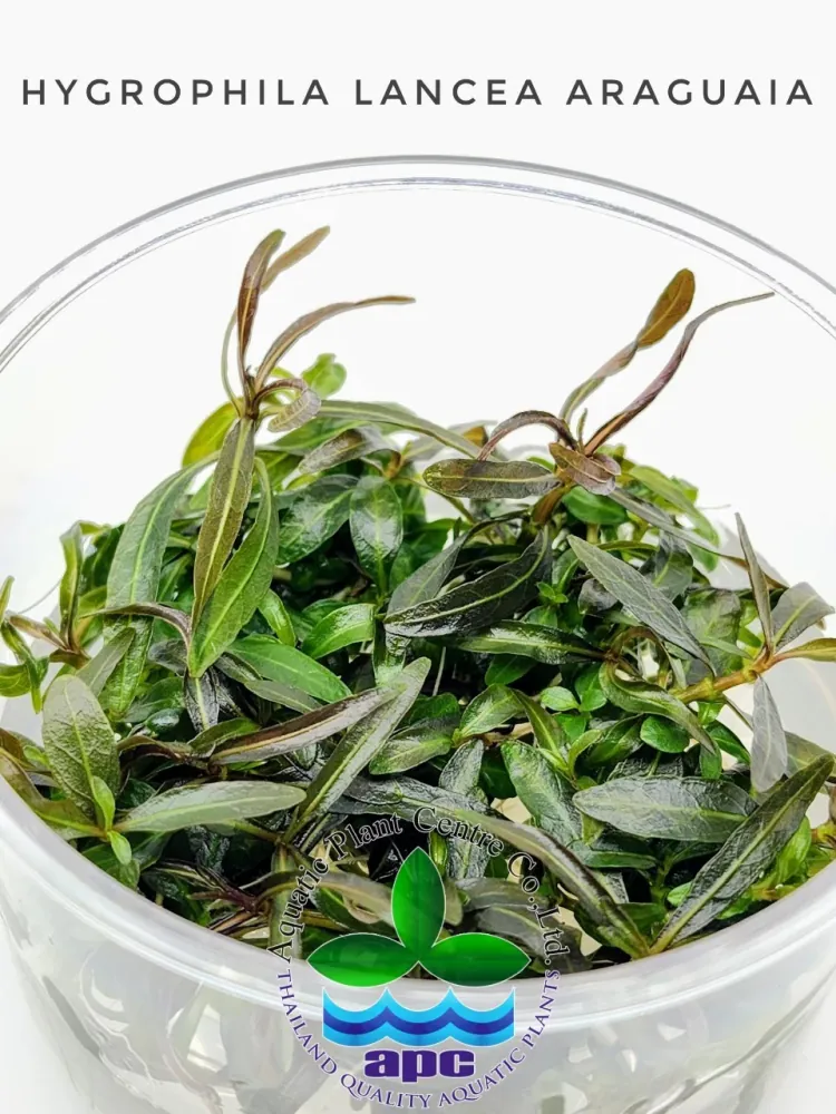 Hygrophila Lancea Araguaia.jpg