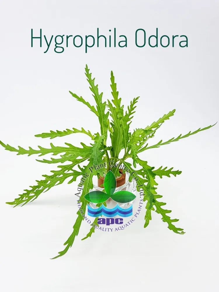 Hygrophila Odora.jpg