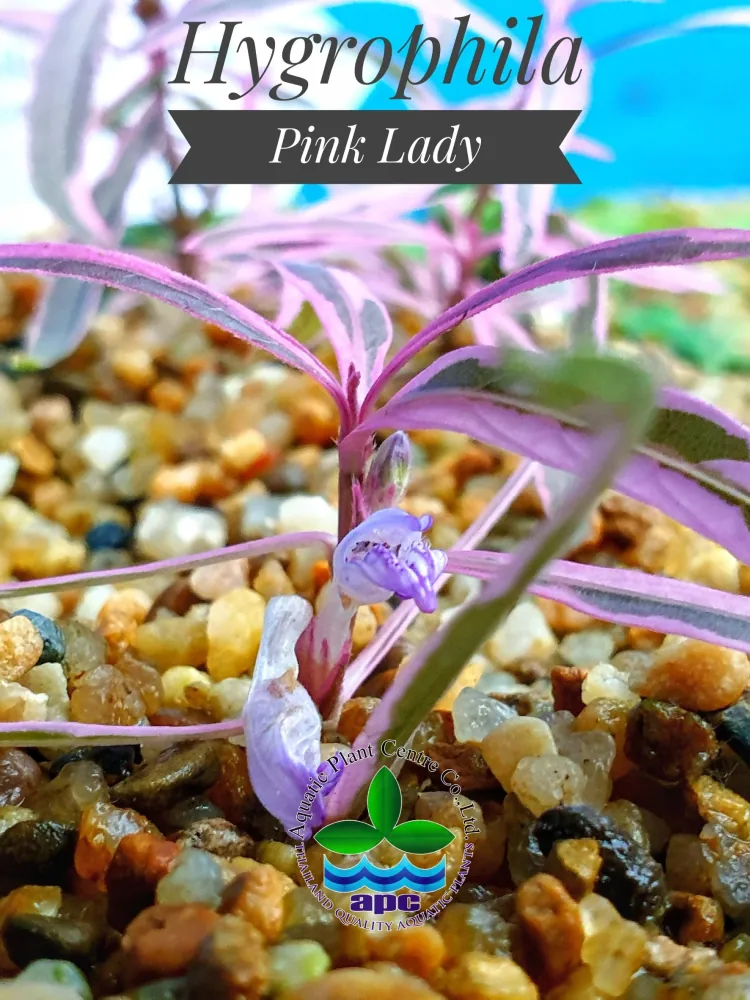 Hygrophila Pink Lady.jpg