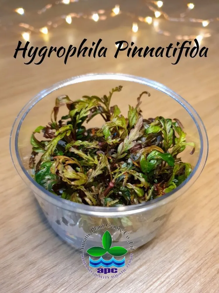 Hygrophila Pinnatifida TC CUP.jpg