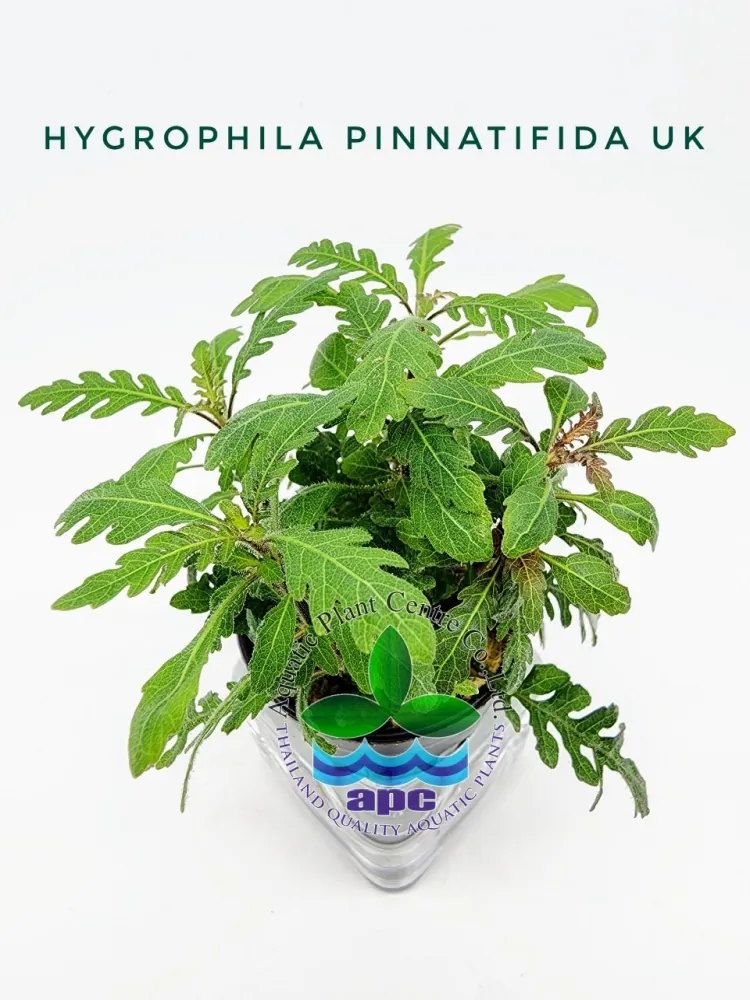 Hygrophila Pinnatifida UK.jpg