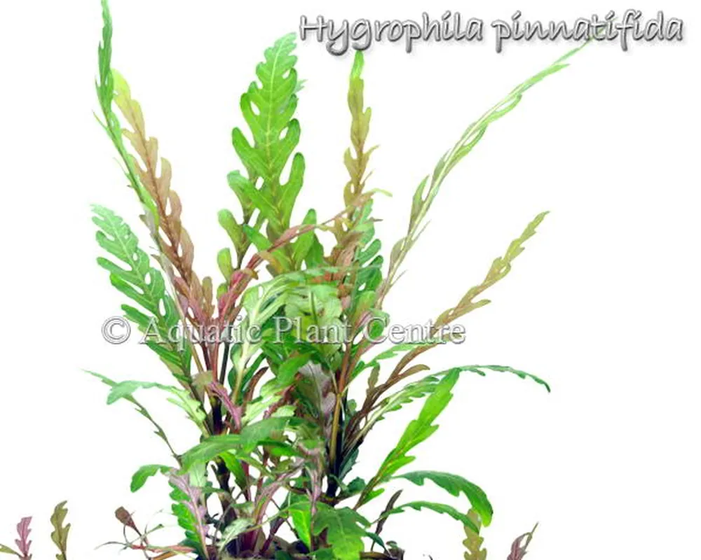 Hygrophila pinnatifida.jpg