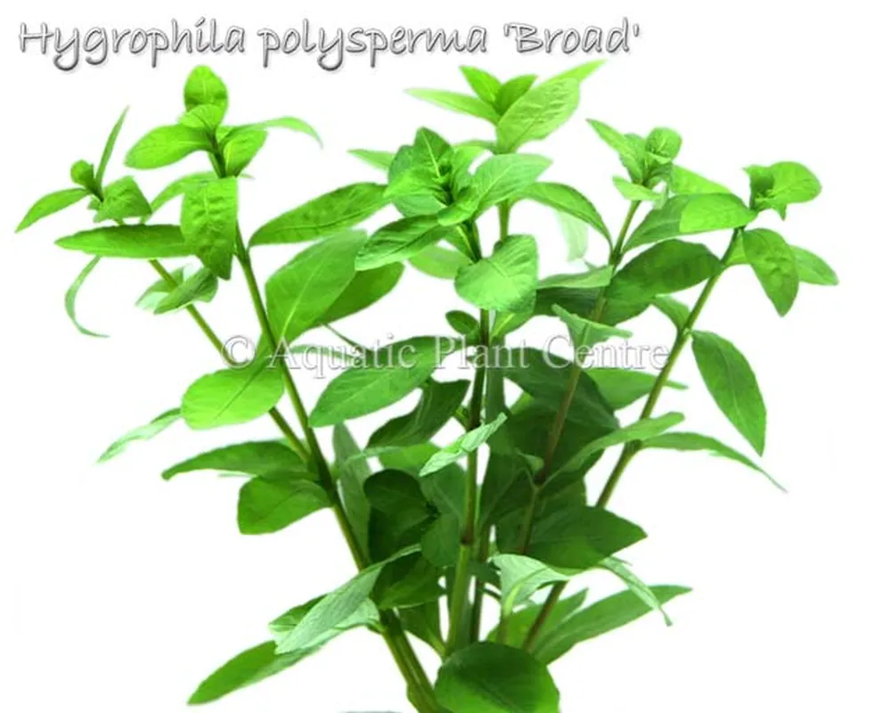 Hygrophila polysperma Broad.jpg