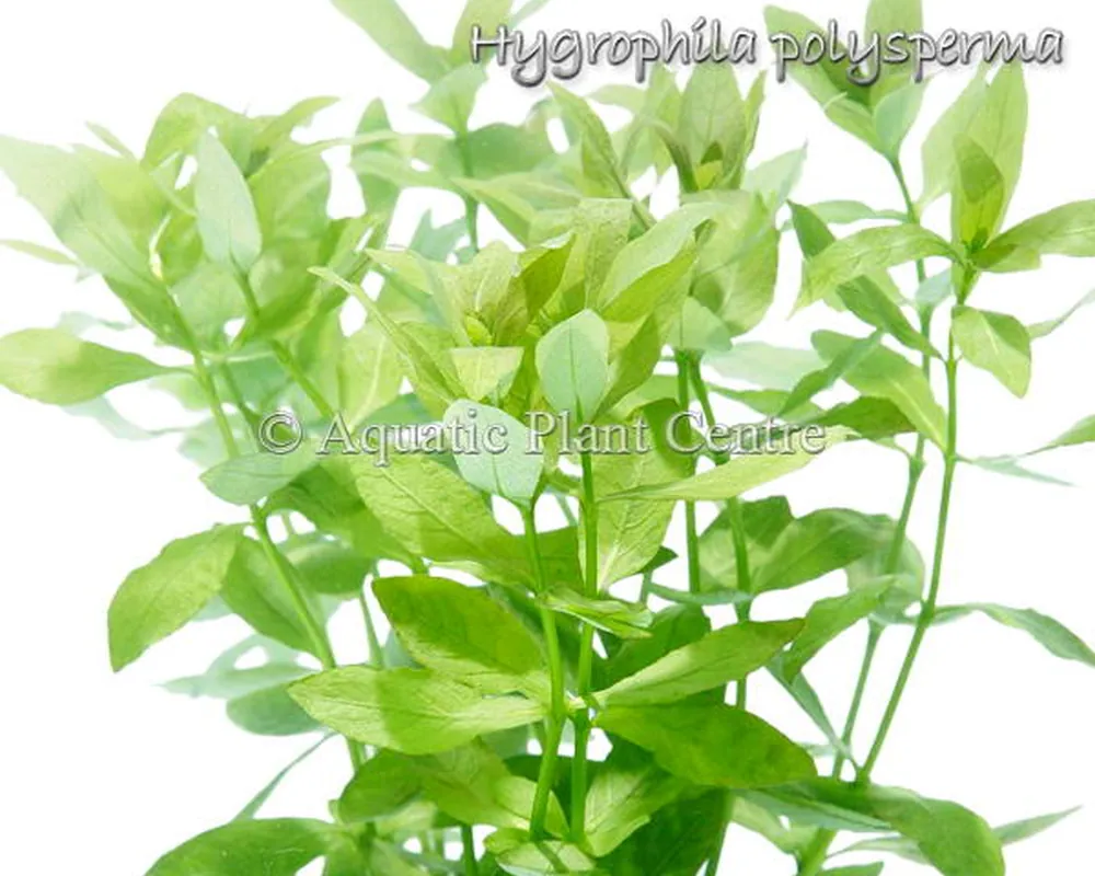 Hygrophila polysperma.jpg