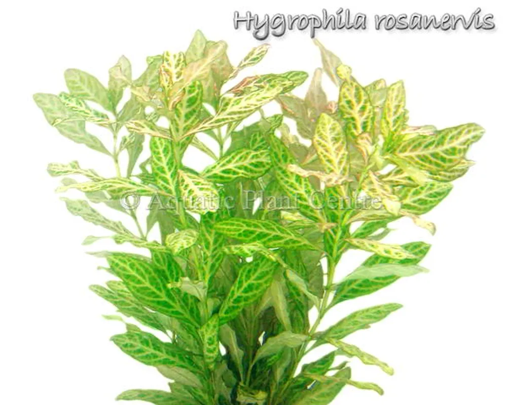 Hygrophila rosanervis.jpg