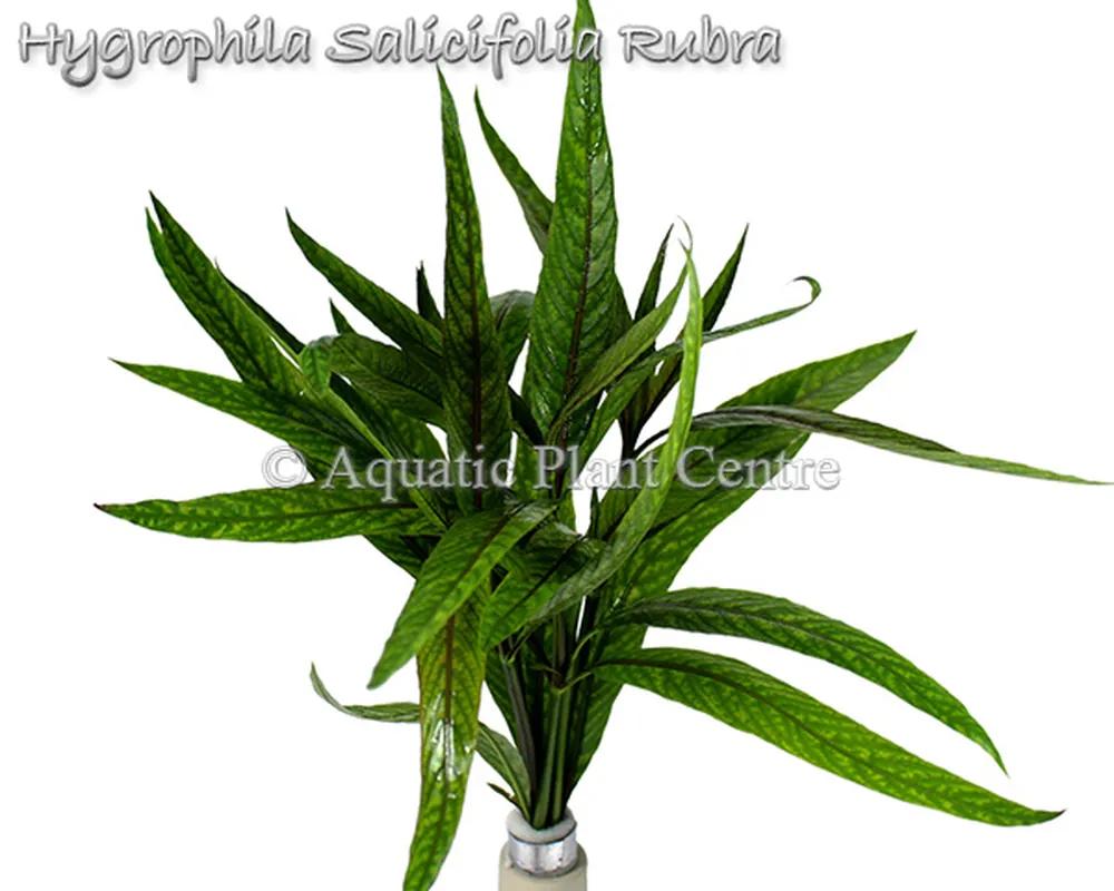 Hygrophila Salicifolia Rubra.jpg