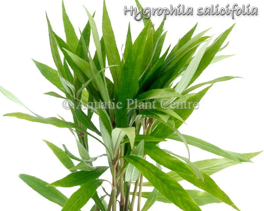Hygrophila salicifolia.jpg