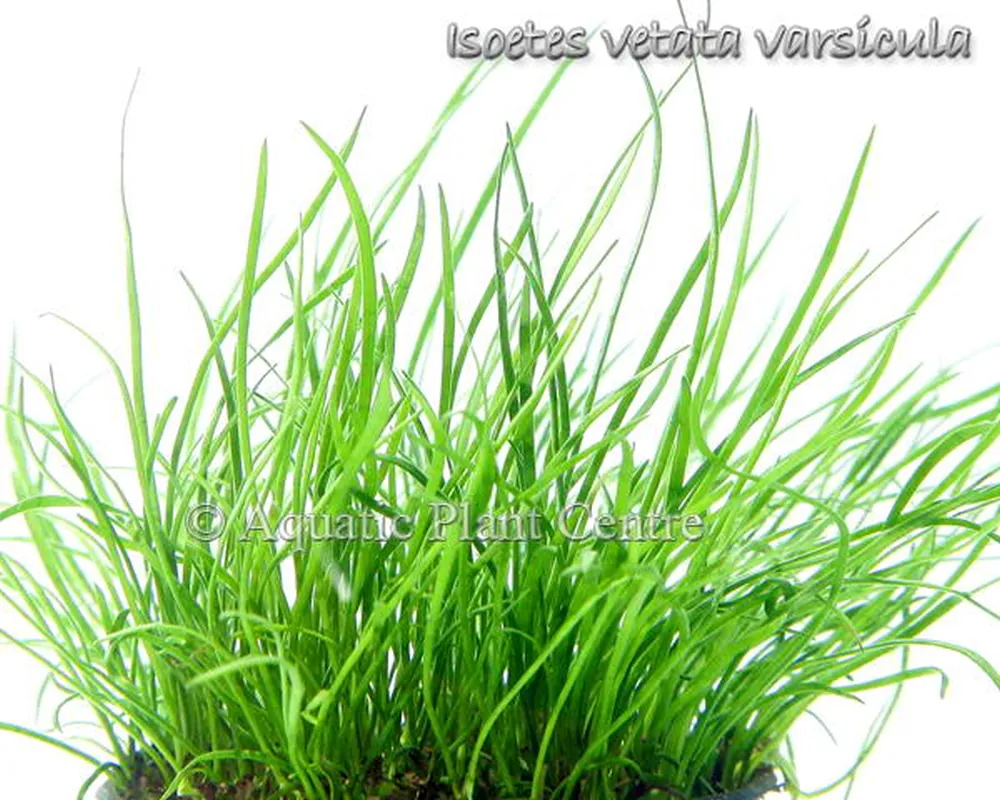 Isoetes vetata var. sicula.jpg