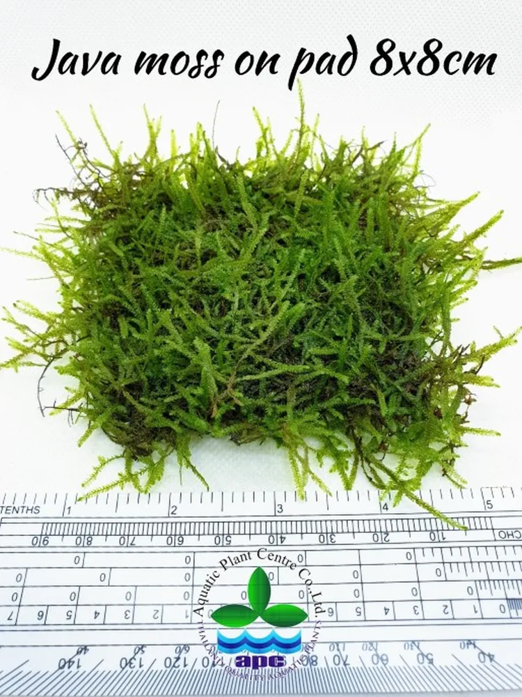 Java moss on pad 8x8 (Custom).jpg_1