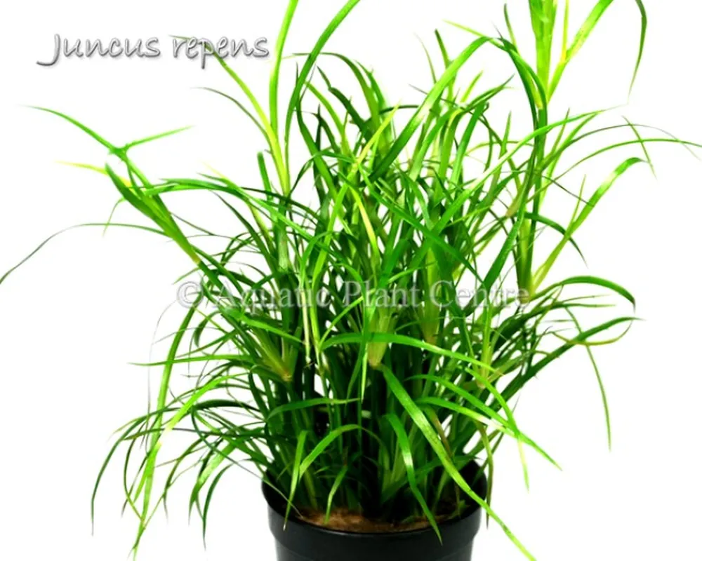 Juncus_repens_581ade6fb2e0d.jpg