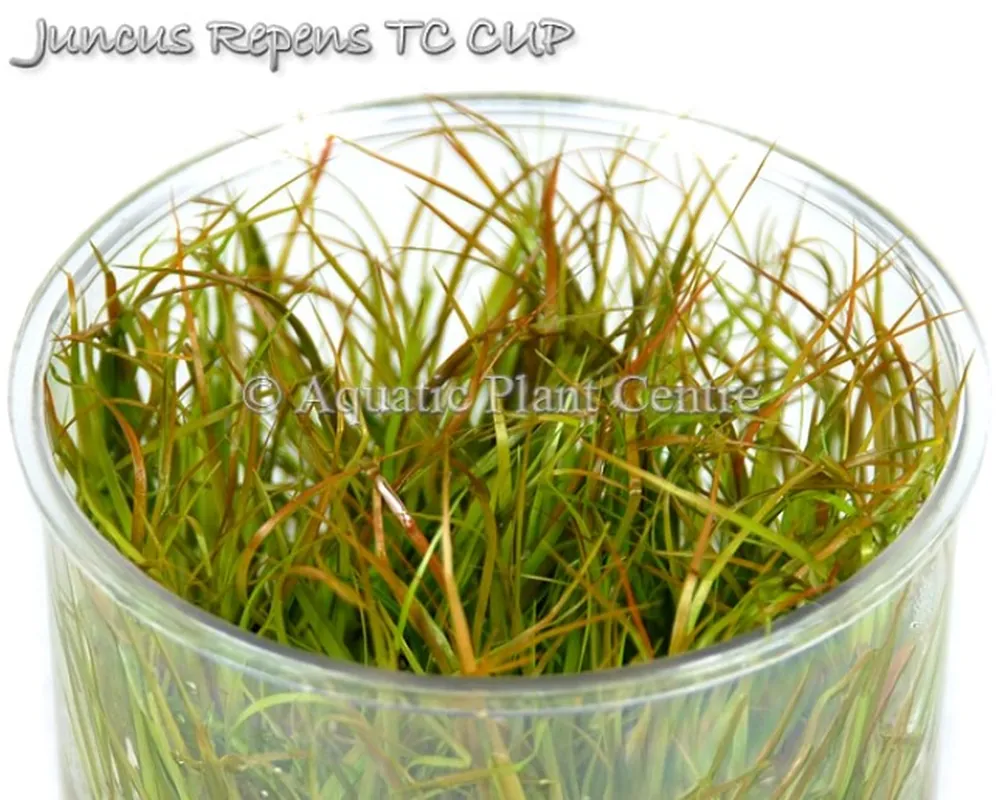 Juncus_Repens_TC_5bf90d841b99f.jpg
