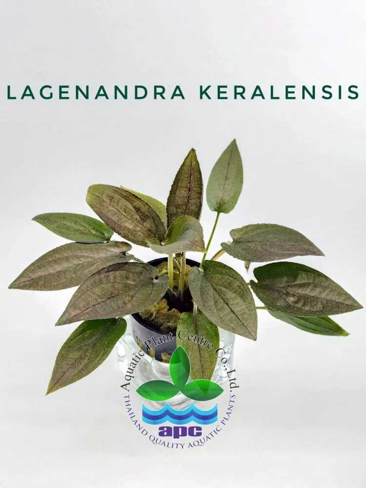Lagenandra Keralensis.jpg