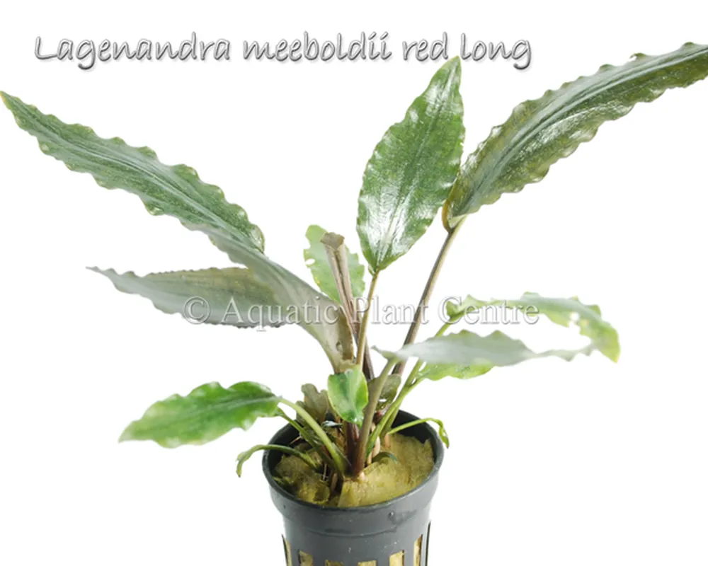 Lagenandra meeboldii red long.jpg
