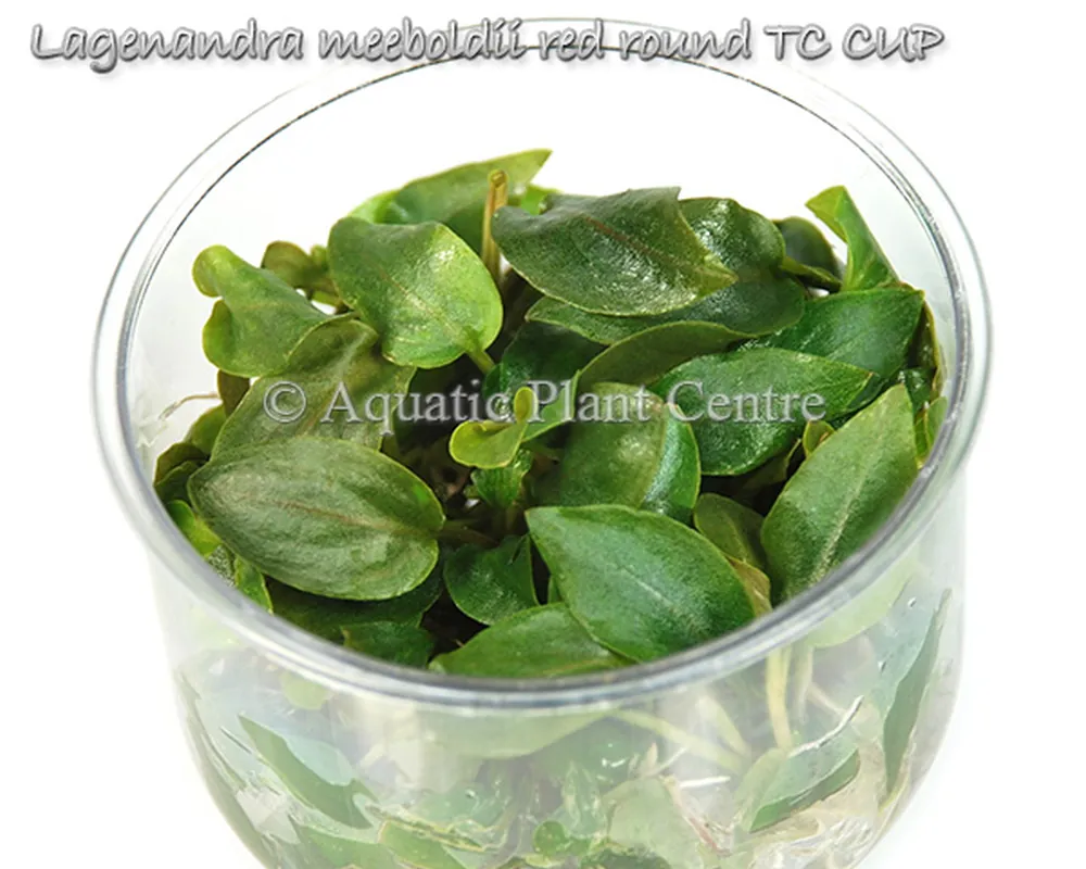 Lagenandra meeboldii red round TC CUP.jpg