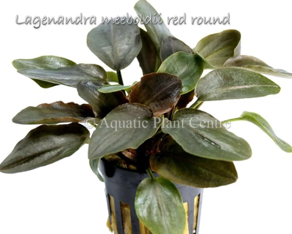 Lagenandra meeboldii red round.jpg