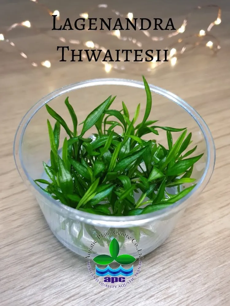 Lagenandra Thwaitesii.jpg